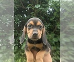 Small Photo #3 Beagle Puppy For Sale in SPENCER, TN, USA
