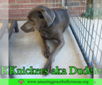 Small #1 Labrador Retriever Mix