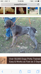 Father of the German Shorthaired Pointer puppies born on 12/25/2016
