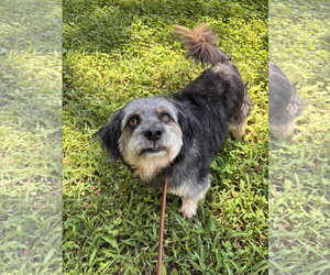 Casper Mar 26 - Male Poodle (Miniature)-Unknown Mix Dog for Adoption - Photo #3