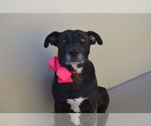Labrador Retriever-Unknown Mix Dogs for adoption in McKinney, TX, USA