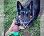 Small #2 German Shepherd Dog