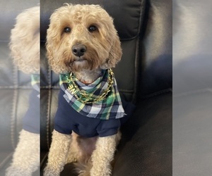 Father of the Golden Mountain Doodle  puppies born on 09/19/2025