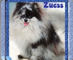 Small Photo #1 Pomeranian Puppy For Sale in KINGMAN, AZ, USA