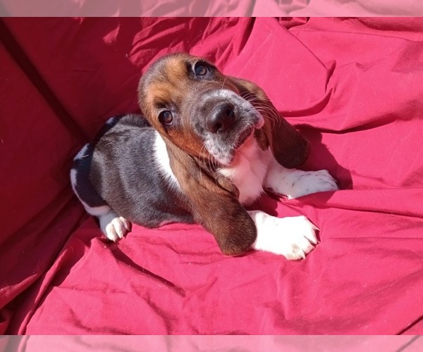 Medium Photo #1 Basset Hound Puppy For Sale in SALEM, WV, USA