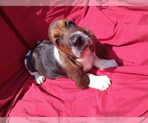 Basset Hound Puppy for sale in SALEM, WV, USA