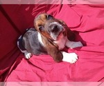 Image preview for Ad Listing. Nickname: Callie