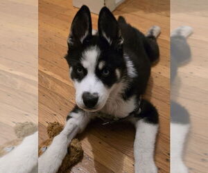 Siberian Husky Dogs for adoption in Matawan, NJ, USA