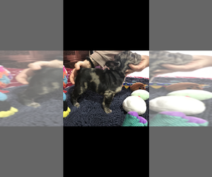 French Bulldog Puppy for sale in CHULA VISTA, CA, USA