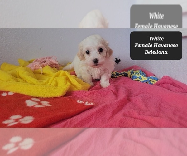 Medium Photo #3 Havanese Puppy For Sale in TUCSON, AZ, USA