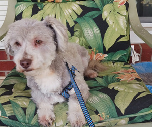 Havanese Puppy for sale in WINSTON SALEM, NC, USA