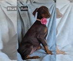 Small #1 Doberman Pinscher
