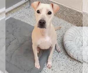 Labrador Retriever-Unknown Mix Dogs for adoption in Houston, TX, USA