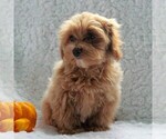 Small #1 Havanese-Poodle (Toy) Mix
