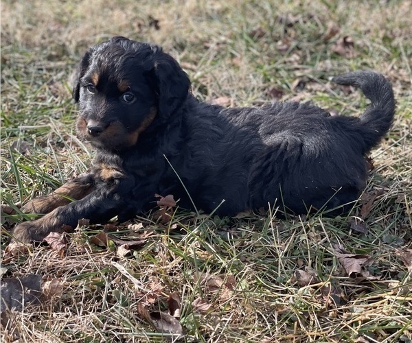 Medium Photo #2 Aussiedoodle Puppy For Sale in WESTMINSTER, MD, USA