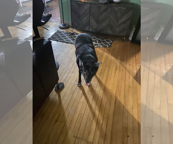 Medium Photo #1 Labrador Retriever-Unknown Mix Puppy For Sale in Minneapolis, MN, USA