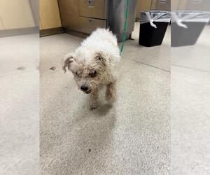 Poodle (Standard) Dogs for adoption in Riverside, CA, USA