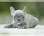 Small Photo #2 French Bulldog Puppy For Sale in LOX, FL, USA