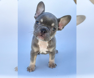 French Bulldog Puppy for sale in BEAUMONT, CA, USA