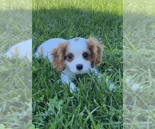 Medium Photo #3 Cavalier King Charles Spaniel Puppy For Sale in SENECA FALLS, NY, USA
