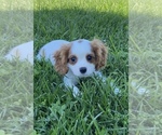 Small Photo #3 Cavalier King Charles Spaniel Puppy For Sale in SENECA FALLS, NY, USA