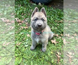 German Shepherd Dog Puppy for Sale in PIEDMONT, Missouri USA