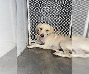 Labrador Retriever Dogs for adoption in Bakersfield, CA, USA