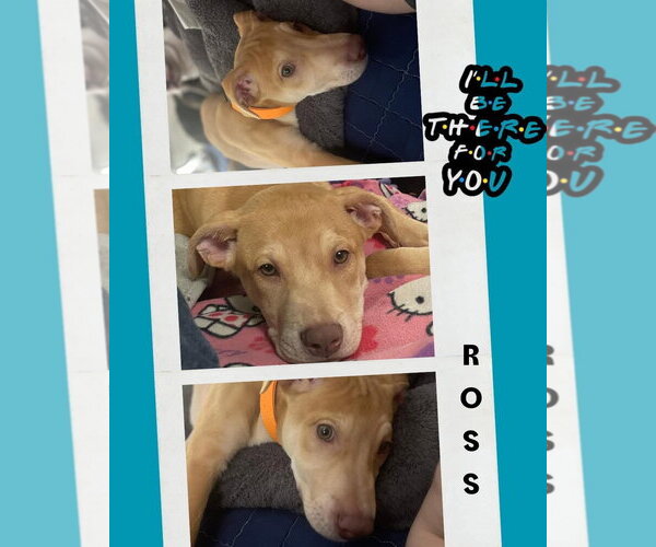 Medium Photo #1 American Pit Bull Terrier-Unknown Mix Puppy For Sale in Duluth, MN, USA