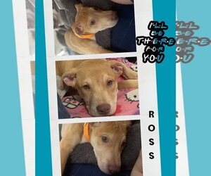 Medium American Pit Bull Terrier Mix