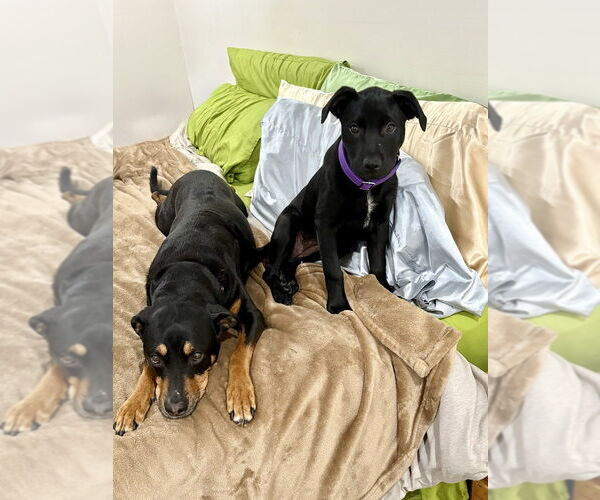 Medium Photo #12 Labrador Retriever-Unknown Mix Puppy For Sale in Brewster, NY, USA