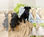 Small #11 Labrador Retriever Mix