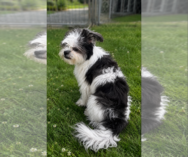 Medium Photo #4 Shih Tzu-Unknown Mix Puppy For Sale in Thomasville, NC, USA