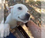 Small Photo #6 Golden Labrador Puppy For Sale in Bonita Springs, FL, USA