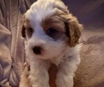 Small #1 Cavachon-Cavalier King Charles Spaniel Mix