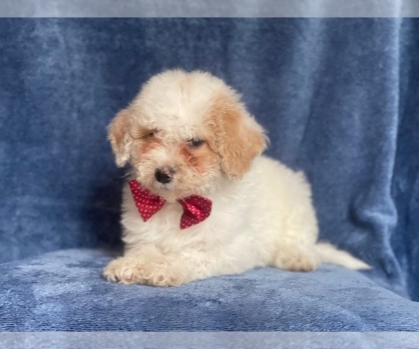 Medium Photo #16 Poodle (Miniature) Puppy For Sale in LAKELAND, FL, USA