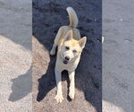 Small #1 Akita Mix