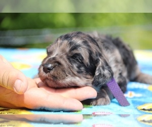 Aussiedoodle-Poodle (Standard) Mix Puppy for sale in UNION CITY, TN, USA