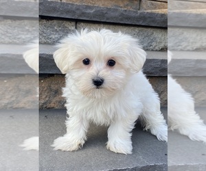 Cotonese Puppy for sale in CANOGA, NY, USA