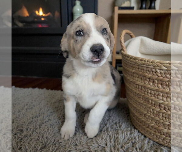 Medium Photo #2 Australian Shepherd-Unknown Mix Puppy For Sale in Grafton, WI, USA