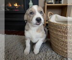 Small #1 Australian Shepherd Mix