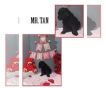 Puppy 3 Golden Labrador-Poodle (Standard) Mix