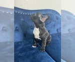 Small Photo #18 French Bulldog Puppy For Sale in SCOTTSDALE, AZ, USA
