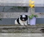 Puppy 2 Ewokian