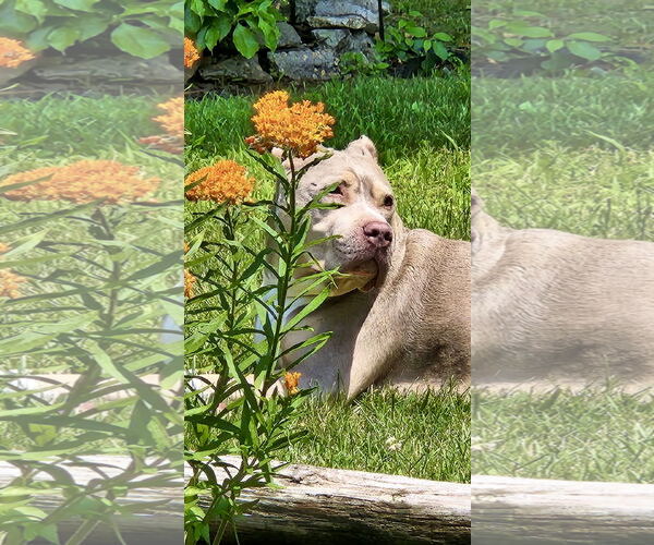 Medium Photo #3 Staffordshire Bull Terrier-Unknown Mix Puppy For Sale in Mount Laurel, NJ, USA