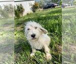 Small Photo #3 Labradoodle Puppy For Sale in HERALD, CA, USA