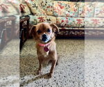 Small #6 Chihuahua Mix