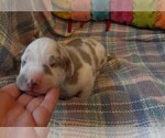 Small #8 Great Dane