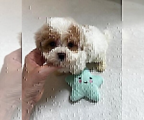 Medium Photo #10 Maltipoo Puppy For Sale in MIAMI BEACH, FL, USA