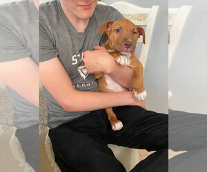 Luke - Male Black Mouth Cur-Boxer Mix Dog for Adoption - Photo #3