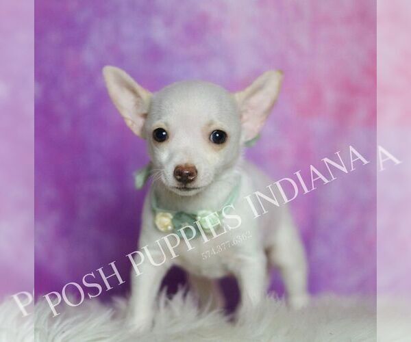 Medium Photo #5 Chihuahua Puppy For Sale in WARSAW, IN, USA